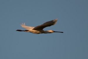 Lepelaar (Platalea leucorodia)        