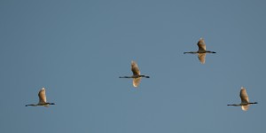 Lepelaar (Platalea leucorodia)        