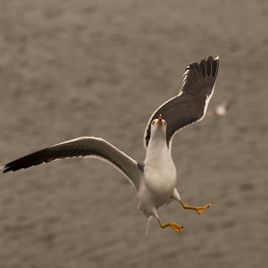 Kleine mantelmeeuw (Larus fuscus)            