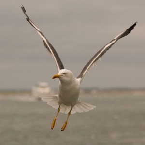 Kleine mantelmeeuw (Larus fuscus)         