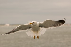 Kleine mantelmeeuw (Larus fuscus)         