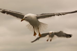 Kleine mantelmeeuw (Larus fuscus)         