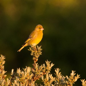 Waarschijnlijk groenling (Chloris chloris)        