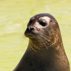 Zeehond (geslacht-Phoca)         