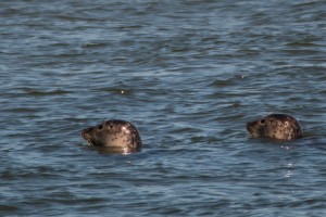 Zeehond (geslacht-Phoca)         